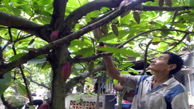    Bến Tre: Nông dân đổ xô chặt bỏ ca cao, trồng bưởi da xanh