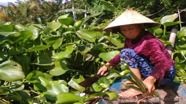  Bến Tre: Giúp hộ nghèo cải thiện sinh kế