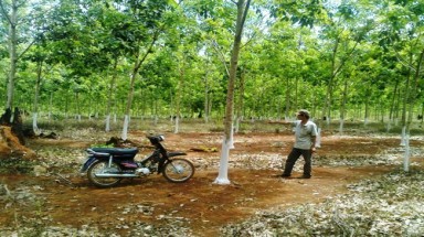  Giao đất cho người nhà, Phó Tổng Giám đốc Công ty cao su Sông Bé bị đề nghị kỷ luật 