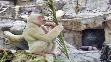     Những động vật bạch tạng kỳ dị nhất thế giới