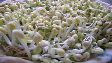  Đừng mua giá đỗ thân trắng ngần, mọng nước