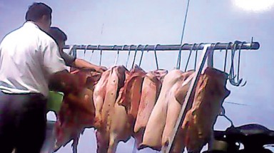  Đồng Nai: Vô tư biến heo lậu thành heo “sạch”