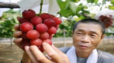  Chùm nho 30 quả có giá 118 triệu đồng ở Nhật Bản