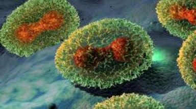  Phát hiện mẫu virus đậu mùa cất giữ trái phép tại Mỹ