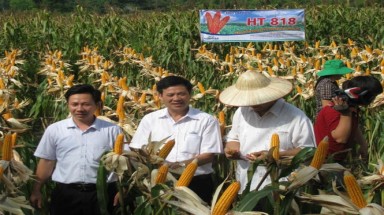  Thái Nguyên thêm 2 giống ngô chịu hạn cho vùng cao 