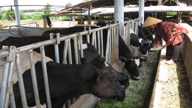  Long An: Phát triển đàn bò sữa, tăng thu nhập cho người chăn nuôi