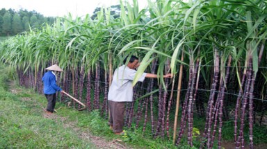  Kiên Giang đầu tư phát triển vùng mía nguyên liệu