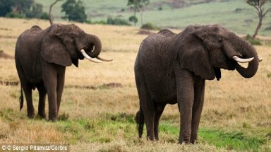  Phát hiện mới: Voi là loài động vật có khứu giác siêu việt