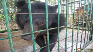  Cứu hộ cá thể gấu nuôi nhốt tại Đăk Lắk