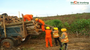   Thành lập Hội các nhóm hộ có chứng chỉ rừng đầu tiên ở Việt Nam