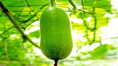  Những sai lầm chết người khi ăn bí đao mà bạn không biết