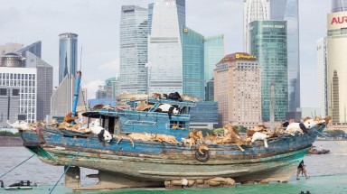  Triển lãm độc đáo với 99 loài động vật trên sông Thượng Hải