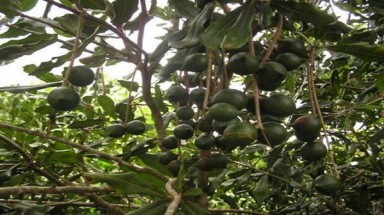   1 triệu đồng/kg nhân hạt cây mắc ca ở Việt Nam