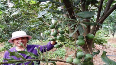  Tìm giống mắc ca ở đâu?