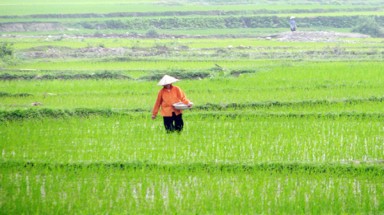 Sơn La: Tăng cường quản lý việc kinh doanh, sử dụng thuốc bảo vệ thực vật