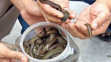 Hà Tĩnh: Xuất hiện nhóm người lạ vào làng lùng sục bắt đỉa "điêu luyện" 