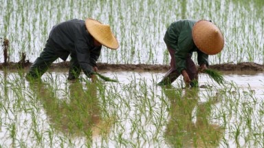  Báo động gạo nhiễm chất gây ung thư 