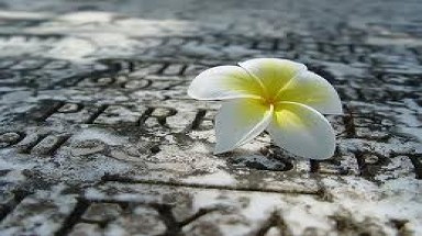  Hoa rơi !