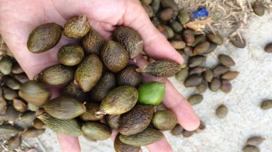 Quảng Nam: Xử lý nghiêm việc vận chuyển, mua bán quả ươi trái phép