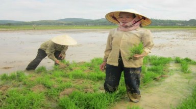  Vụ "Dân tố cán bộ xã "kéo quân" phá mạ của dân ở Thanh Hoá": Nhân chứng kể chuyện cán bộ "kéo quân" phá mạ của dân