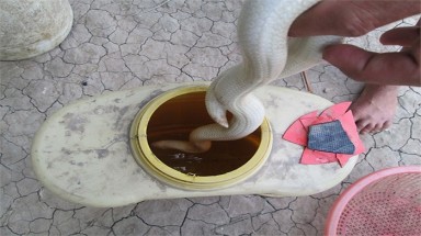  Phát hiện rắn bạch tạng ở miền Tây