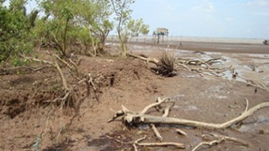  Lá chắn rừng ngập mặn đang suy giảm