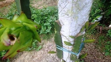  Quảng Ninh: Vườn thanh long ruột đỏ hàng trăm gốc bị cướp phá tan hoang