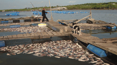  Hậu Giang: Cá nổi đầu hàng loạt tại huyện Vị Thủy là do ô nhiễm nguồn nước
