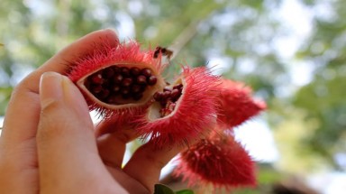   Trồng cây cà ri đỏ làm cảnh mang lại lợi nhuận cao