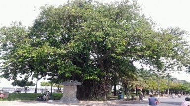 Biên Hòa có những "cụ" cây trăm tuổi
