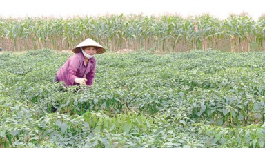  Chuyển đổi cơ cấu cây trồng trên đất trồng lúa: “Dịch chuyển” chậm 