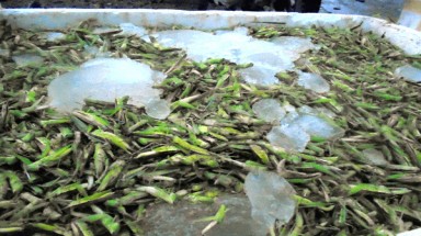  Kinh doanh châu chấu ướp lạnh xuyên Việt