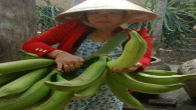   Đến Trà Vinh gặp chuối khổng lồ nặng hơn nửa cân một quả