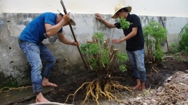  Cây thuốc quý đinh lăng bị săn lùng