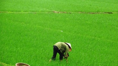  Chi nhánh Viettel Thái Nguyên xây trạm viễn thông trên đất trồng lúa