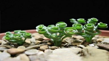  Cỏ xoắn ốc độc, đẹp, lạ hút khách