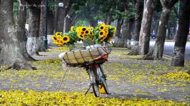 Tháng bảy mùa hoa hướng dương