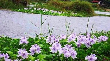  Dòng sông thương nhớ