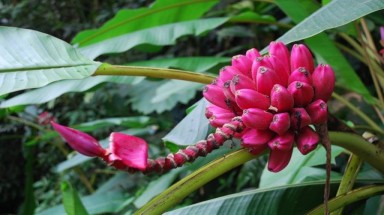  Trồng chuối hồng vừa làm cảnh, vừa ăn
