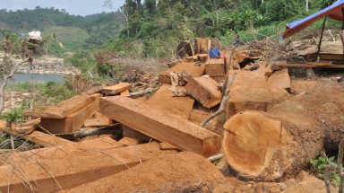  Tuyên Quang: Phát hiện gần 400 vụ vi phạm pháp luật về quản lý, bảo vệ rừng