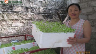 Trồng rau mầm cực sạch