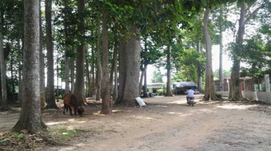  Rừng dầu cổ thụ “thọ” hàng trăm năm ở Biên Hòa