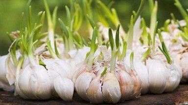 Tỏi mọc mầm có tác dụng chống ung thư