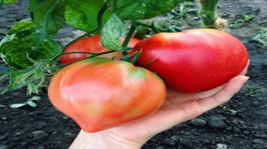 Cà chua có hình trái tim độc lạ ở Hà Nội