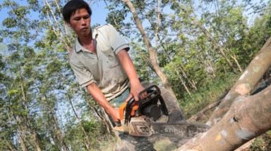 Bình Phước: Chặt trên 700ha cao su để trồng điều và cây khác