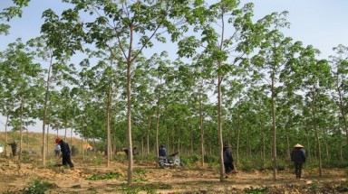  Gia Lai: Người dân bức xúc việc chuyển đổi 50.000 ha rừng trồng cao su