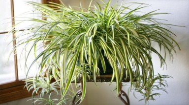  Loại cây xanh tốt trong nhà nơi thiếu sáng