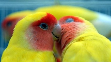  Những nụ hôn đầy lãng mạn của động vật