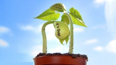  Hạt đậu thần kỳ có hình dáng dễ thương với dòng tin nhắn lạ