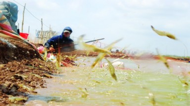   Giúp người dân vùng ven biển tăng cường khả năng thích ứng với biến đổi khí hậu 